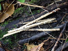Calycina discreta