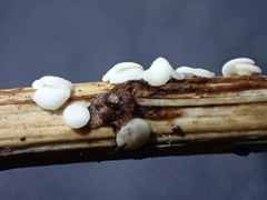 Calycina discreta