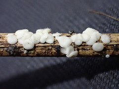 Calycina discreta