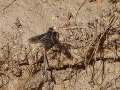 Poecilanthrax californicus
