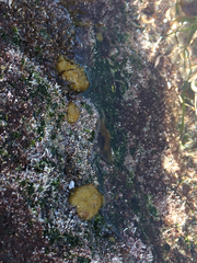 Colpomenia tuberculata