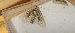 Apamea monoglypha