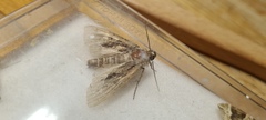 Apamea monoglypha