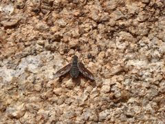 Poecilanthrax californicus
