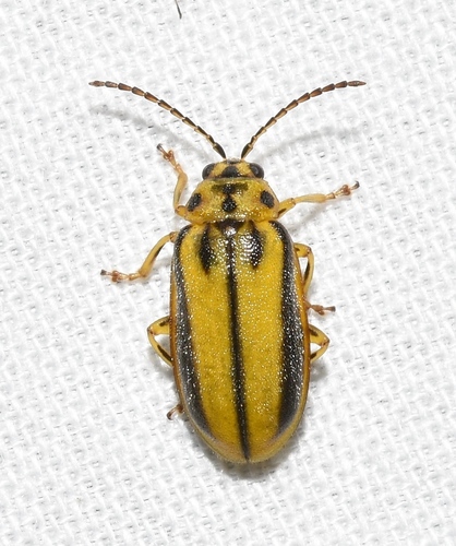 Elm Leaf Beetle