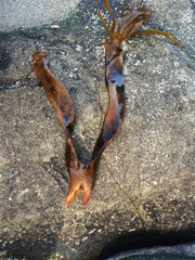 Eisenia arborea