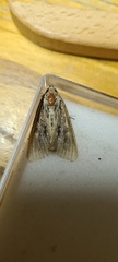 Apamea monoglypha