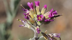Boechera californica