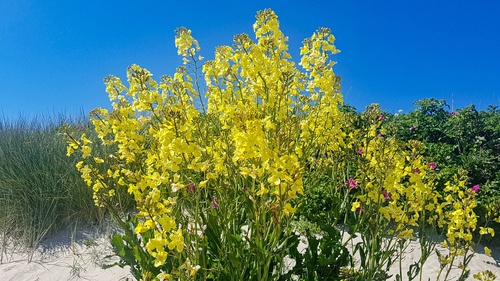Brassica oleracea