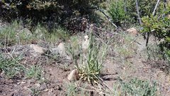 Boechera californica
