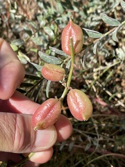 Astragalus oocarpus