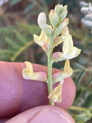 Astragalus oocarpus