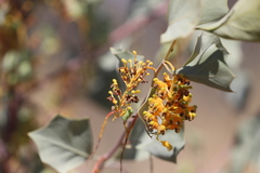 Grevillea wickhamii macrodonta
