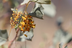 Grevillea wickhamii macrodonta