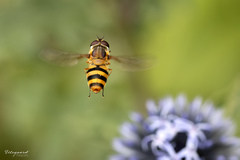 Epistrophe grossulariae