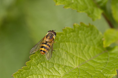 Epistrophe grossulariae