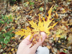 Parachnopeziza miniopsis