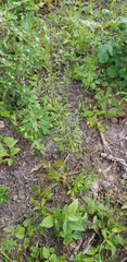 Solidago gracillima