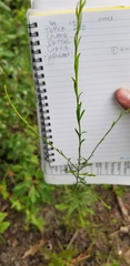 Solidago gracillima