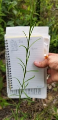 Solidago gracillima