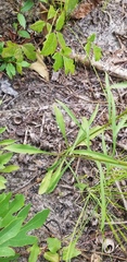 Solidago gracillima