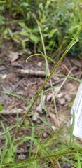 Solidago gracillima