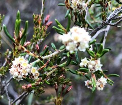 Spyridium eriocephalum