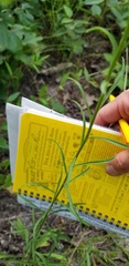 Solidago gracillima