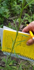 Solidago gracillima
