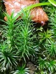 Polytrichum