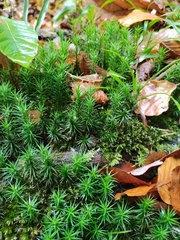 Polytrichum