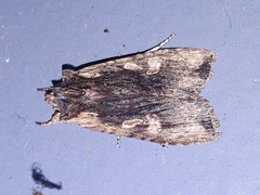 Lithophane petulca