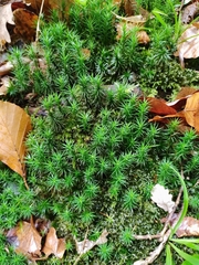 Polytrichum