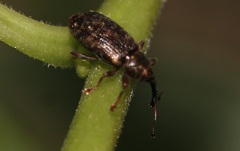 Dorytomus taeniatus