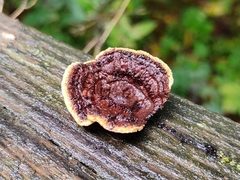 Gloeophyllum sepiarium