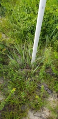 Paspalum bifidum