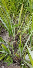 Paspalum bifidum