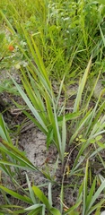 Paspalum bifidum
