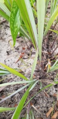 Paspalum bifidum