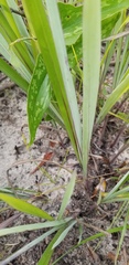 Paspalum bifidum