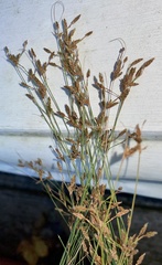 Bulbostylis capillaris