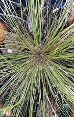 Bulbostylis capillaris