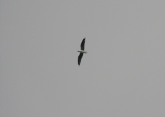 Chroicocephalus cirrocephalus