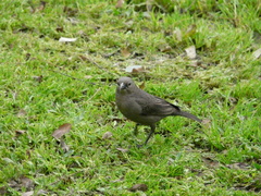 Molothrus bonariensis