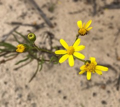 Senecio spanomerus