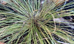 Bulbostylis capillaris