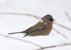 Junco hyemalis mearnsi