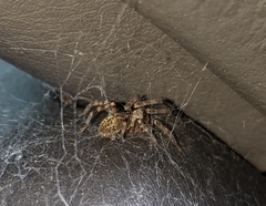 Araneae