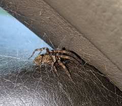 Araneae