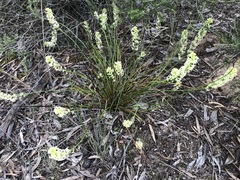 Stackhousia aspericocca